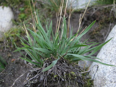 Poa badensis
