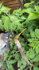 Sympetrum meridionale