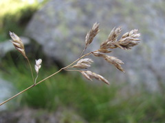 Poa badensis