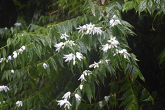 Pentasacme pulcherrima