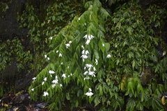 Pentasacme pulcherrima