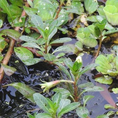 Ludwigia adscendens