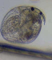 Chydorus