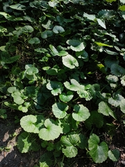 Glechoma hederacea