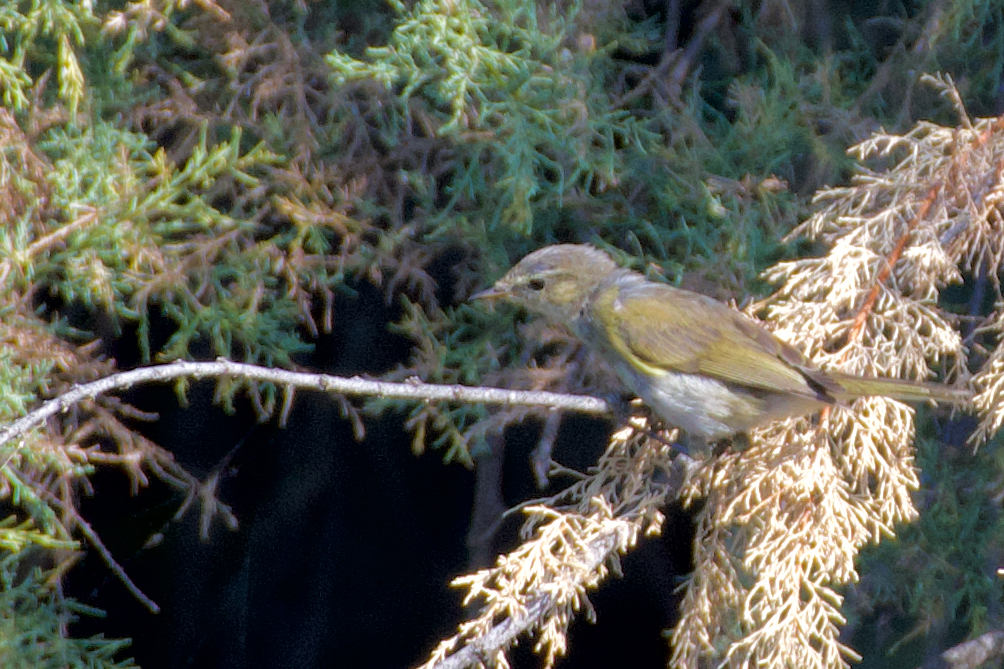 Western Bonelli's Warbler