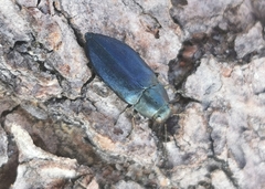 Phaenops cyanea