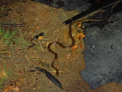 Leptodeira rhombifera