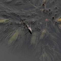 Aquarius adelaidis
