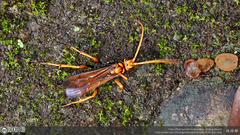Leptodialepis bipartitus