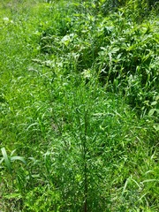 Artemisia mongolica
