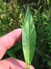 Persicaria setacea