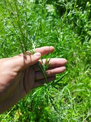Artemisia mongolica