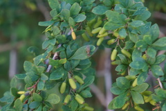 Berberis × ottawensis