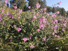 Malva thuringiaca