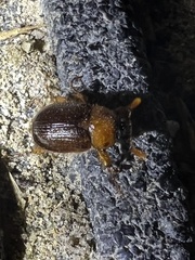 Cyclocephala robusta