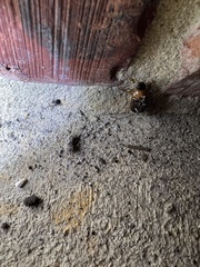 Cyclocephala robusta