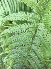 Dryopteris affinis cambrensis