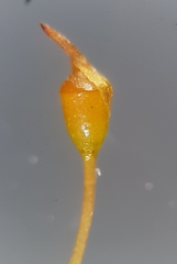 Tortula caucasica