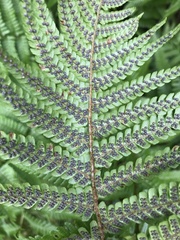 Dryopteris affinis cambrensis
