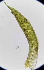 Tortula caucasica