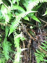 Dryopteris affinis cambrensis