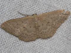 Idaea philocosma