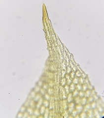 Tortula caucasica