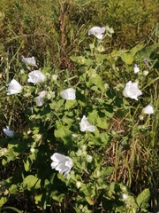 Malva thuringiaca