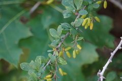 Berberis × ottawensis