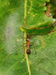 Myrmaplata plataleoides