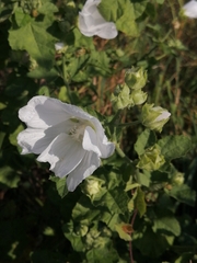 Malva thuringiaca