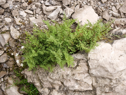Cystopteris alpina (Cystopteris alpina)
