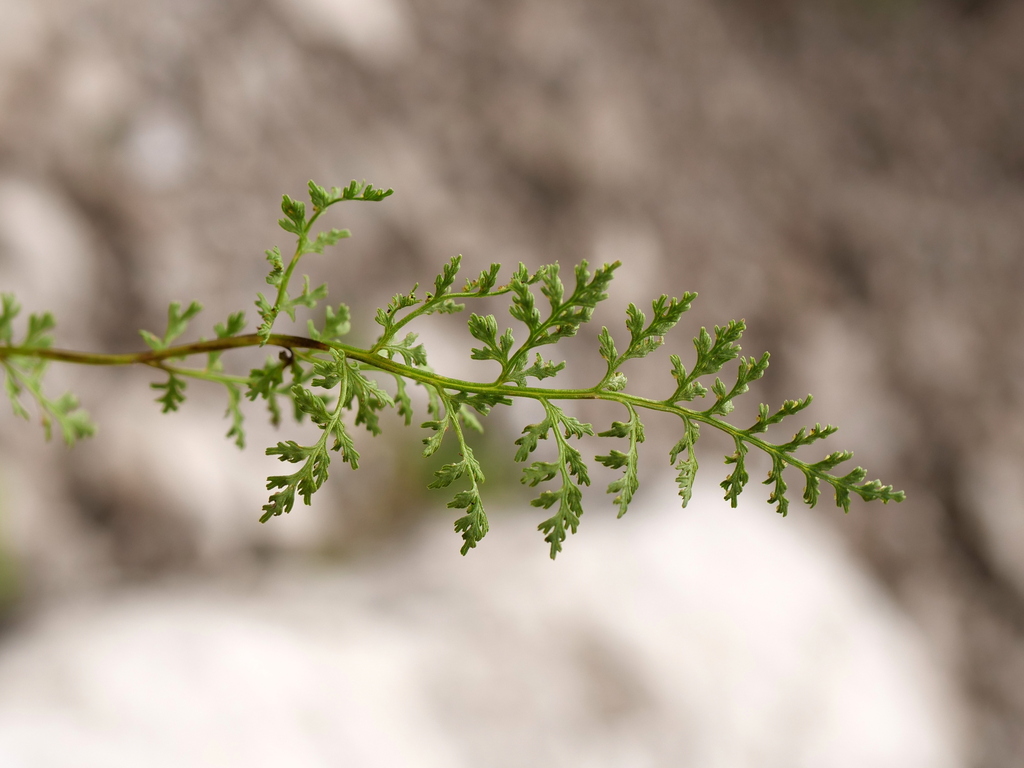 Cystopteridaceae