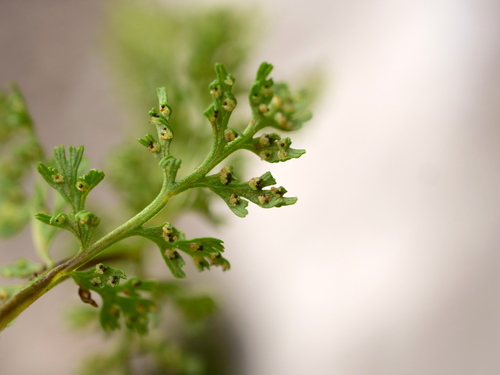 Image of Cystopteris alpina by (c) Wolfgang Jauch, some rights reserved (CC BY)