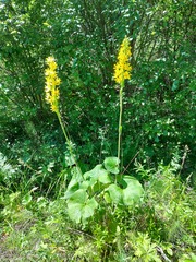 Ligularia fischeri