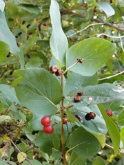 Lonicera tatarica