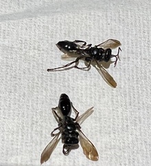 Lyroda