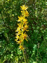 Ligularia fischeri