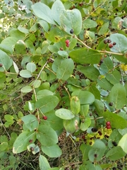 Lonicera tatarica