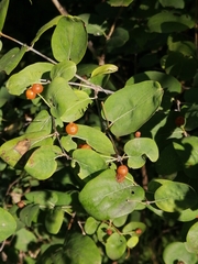 Lonicera tatarica