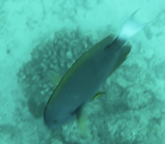 Acanthurus thompsoni