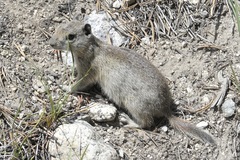 Urocitellus beldingi