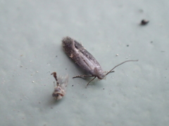 Aproaerema anthyllidella