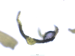 Tortella alpicola