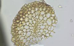 Tortella alpicola