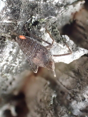 Parorgerioides perezii