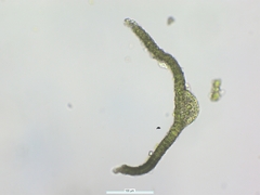 Tortella alpicola