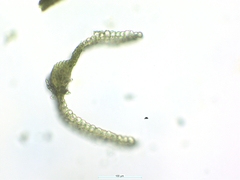 Tortella alpicola