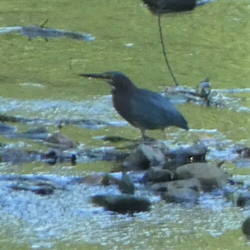 Green Heron photographed in West Virginia