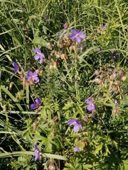 Geranium pratense